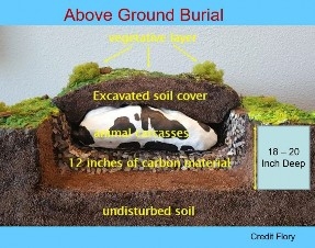 An illustration of Above Ground Burial showing an 18 inch deep trench with 12 inches of carbon in the bottom with a buried cow on top of the carbon and the cow is covered with soil.  