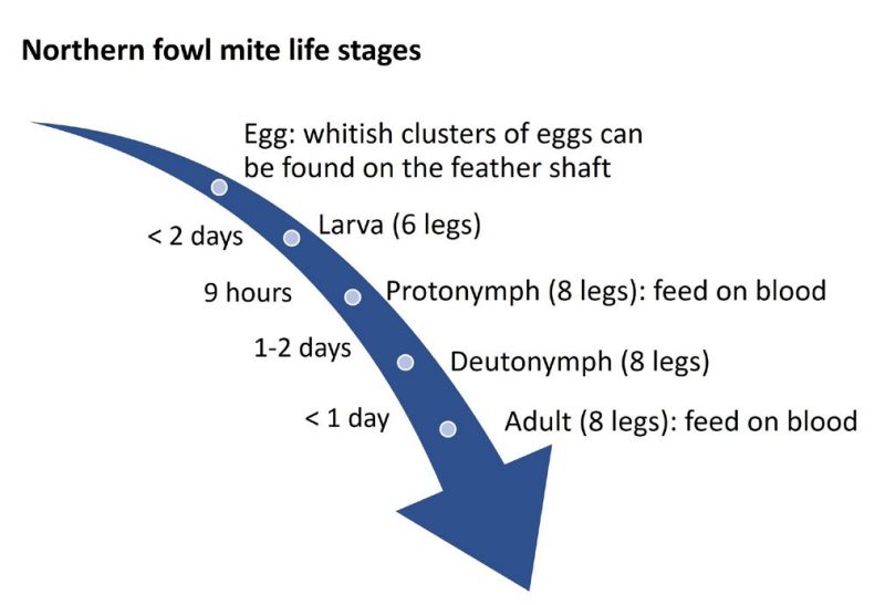 Northern fowl mite life stages Egg:whitish clusters of eggs can be found on the feather shaft, <2 days larva (6 legs), 9 hours protonymph (8 legs): feed on blood, 1-2 days Deutonymph (8 legs), < 1 day adult (8 legs): feed on blood