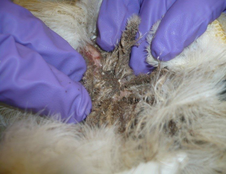 A purple gloved hand spreading apart feathers to show infestation.