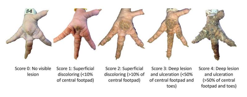 Five chicken feet with varying degrees of dermatitis. Score 0: no visible lesion Score 1: superficial discoloring (<10% of central foodpad Score 2: Superficial discoloring (>10% of central footpad) score 3: deep lesion and ulceration (<50% of central footpad and toes) score 4: deep lesion and ulceration (>50% of central foopad and toes)