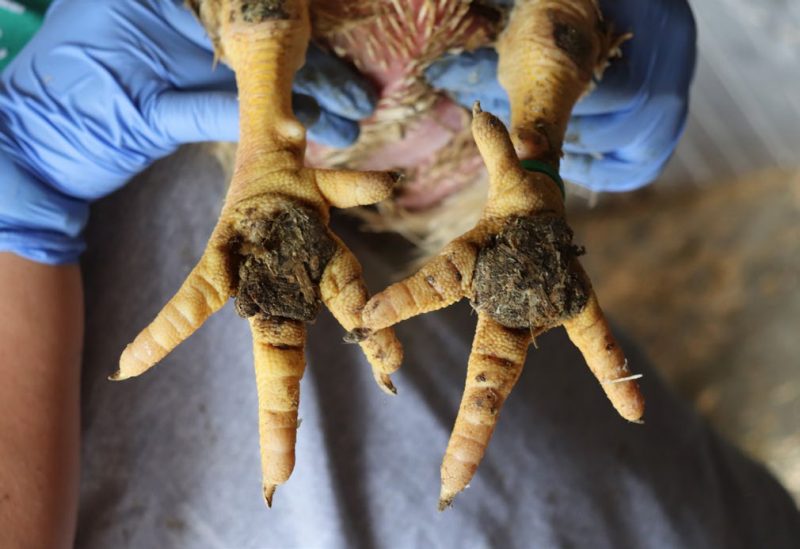 two chicken feet with black lesions in the center