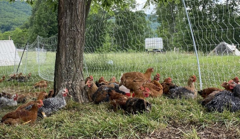 Chickens resting in the grass under a tree and in front of a fence made of chicken wire with trees in the background.
