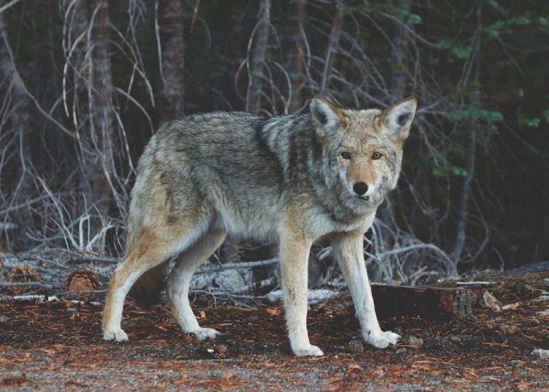 A photograph of a coyote in the woods.