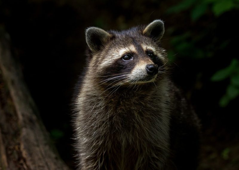 A photograph of a raccoon in the woods.