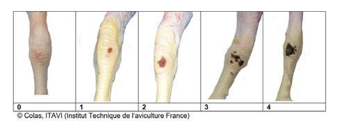 Figure 2. Hock dermatitis or hock burns can be caused by lack of space near feeders/waterers, poor litter quality, and is associated with high body weight. Severity can be scored with this scoring system (0-4 score).
