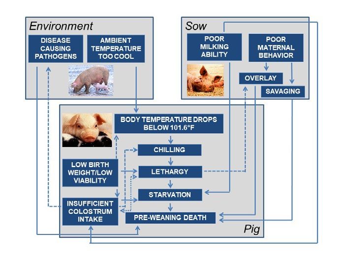 Figure 1 reveals that preweaning death loss in a baby pig by overlay, starvation, or scours, actually results from related events and interactions among the environment, sow and pig itself.