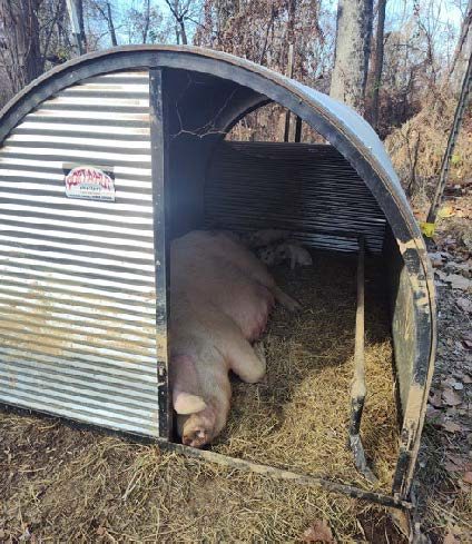 Arched hut with sow and pigs
