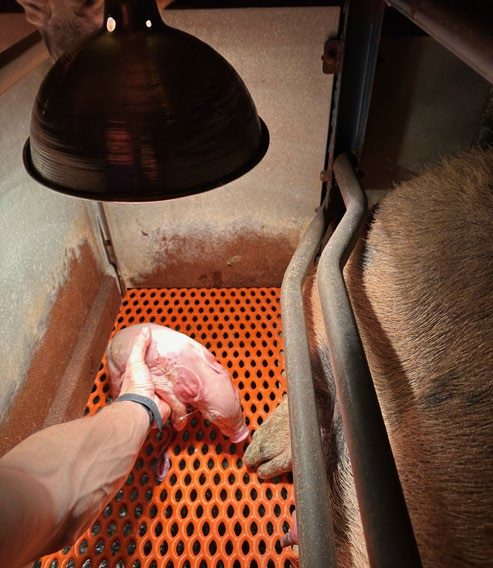 Person placing pig under heat lamp.