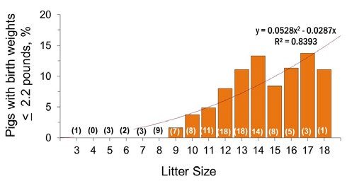  Bar graph showing that as litter size increases, the percentage of pigs with birth weights of 2.2 pounds or less increases.