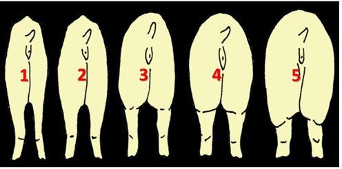 Body condition scale for sows: 1 = emaciated (shoulders, individual ribs, hips, and backbone visually apparent), 2 = thin (shoulders, ribs, hips, and backbone can be easily felt when pressure is applied by hand, 3 = ideal (shoulders, ribs, hips, and backbone can only be felt when pressure is applied by hand), 4 = fat (shoulders, ribs, hips, and backbone cannot be felt even when pressure is applied), and 5 = obese (fat deposits clearly visible).