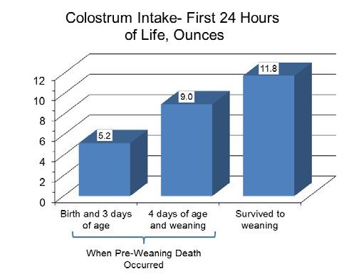 Bar graph showing that as colostrum intake increases, a pig’s chance of survival to weaning increases.