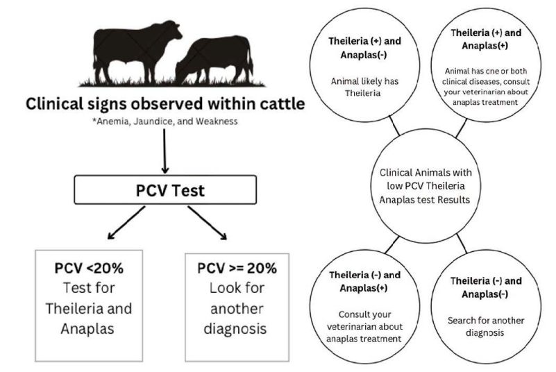 Figure 5. Clinical signs observed within cattle and the next testing steps.