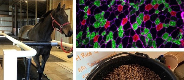 Two photos of a horse and soild feed in a pot and a image of musle metabolism