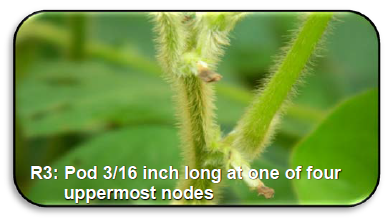 R3: Pod 3/16 inch long at one of four uppermost nodes