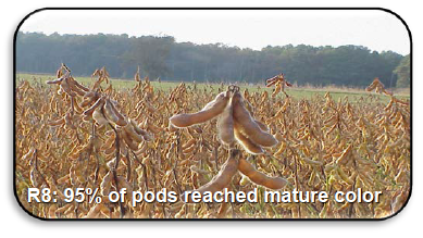 R8: 95% of pods reached mature color