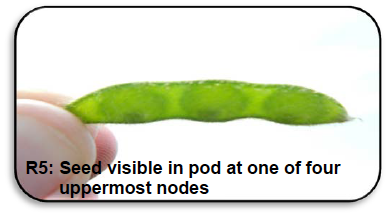 R5: Seed visible in pod at one of four uppermost nodes