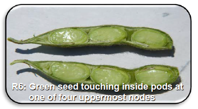 R6: Green seed touching inside pods at one of four uppermost nodes