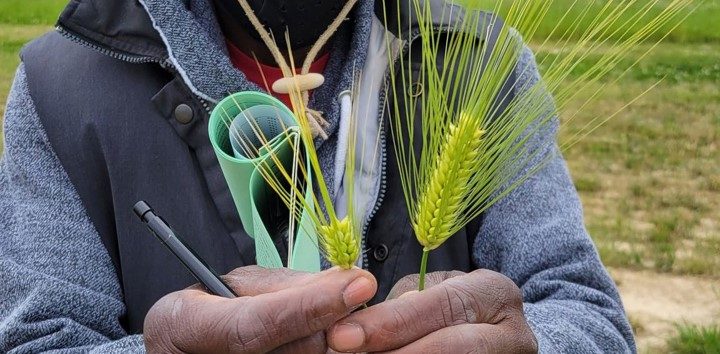 Man holding two barley plants.