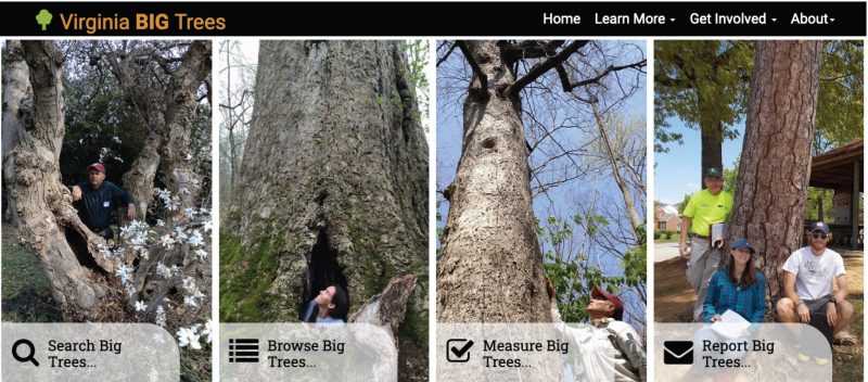 Virginia Big Trees website screenshot