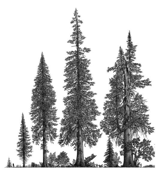 illustration of veteran trees