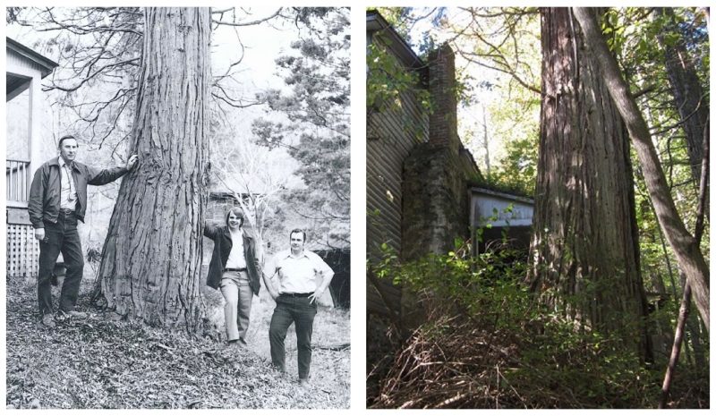 Left: national champion northern white-cedar in 1975. Right: same tree in 2019