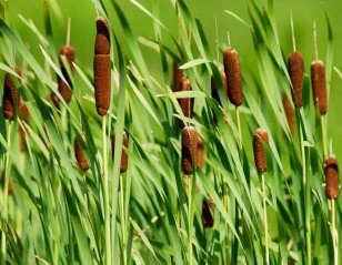 A field with cattails.