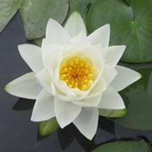 Hardy Water Lily - Odorata