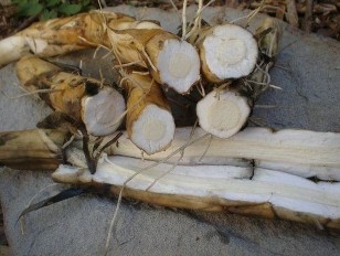 Wild Foods: Cattail Roots | Wild food, Survival food, Wild edibles