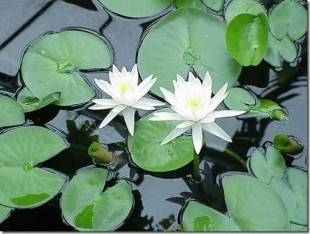 Two white water lilies surrounded by leaves in a pond.