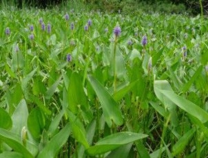 A field of pickerelweed in bloom covers a pond.