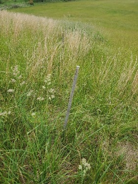 Photograph of planting site with stakes 