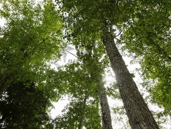 photo of trees 