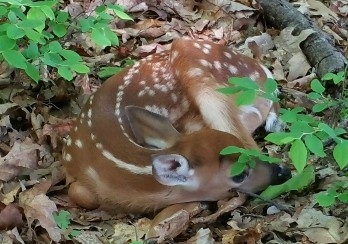 photo of a deer sitting in the woods