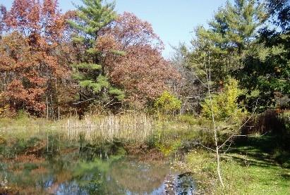 photo of a pond in the woods