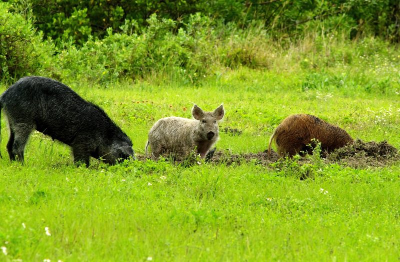 Photo shows three feral swine rooting in grass. From left, there is a larger black swine, a smaller tan swine, and a smaller cinnamon-colored swine.
