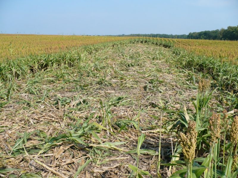 Photo shows a large area of trampled corn within a larger cornfield.