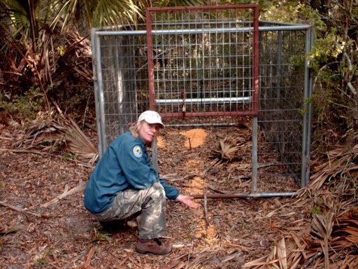 A USDA employee shows a large metal cage with an open drop door and food leading to and inside the cage.