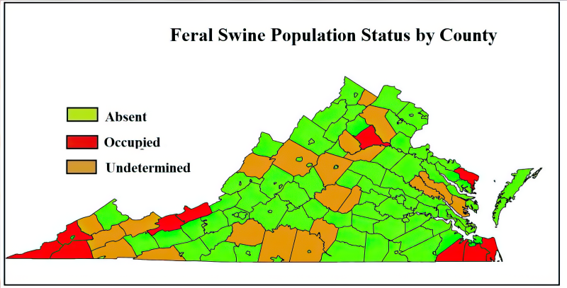 Color-coded map of Virginia showing which cities/counties have populations of feral swine (red), which do not have feral swine (green), and which are not determined (orange). Most of the map is green, with red in far Southwest and Southeast Virginia. 