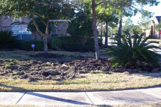 Upturned lawn in front of a house caused by rooting behavior.