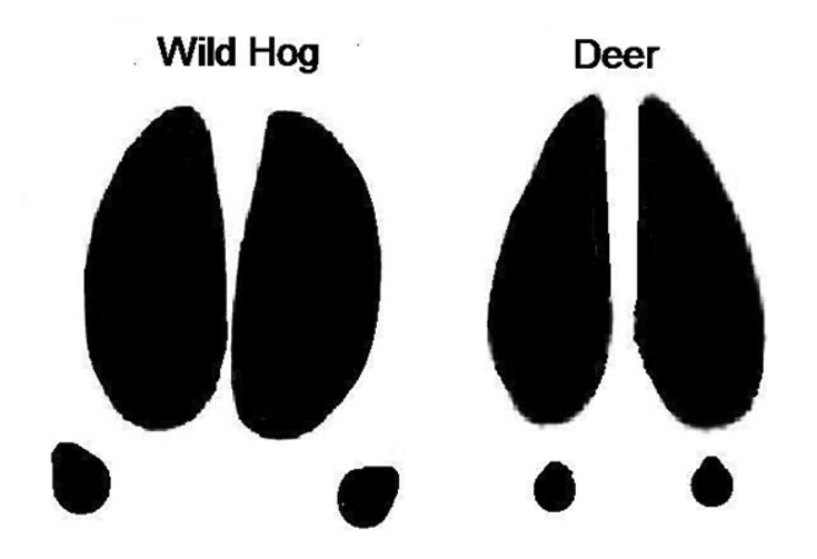 A diagram compares the hoof prints of a wild hog (left) and a deer (right).