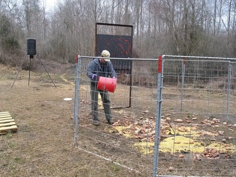 A man pouring food from a bucket into a wire fence trap.