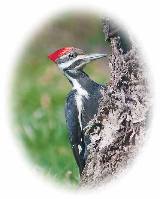 Photo of a black and white male pileated woodpecker with a red “crown” on a tree.