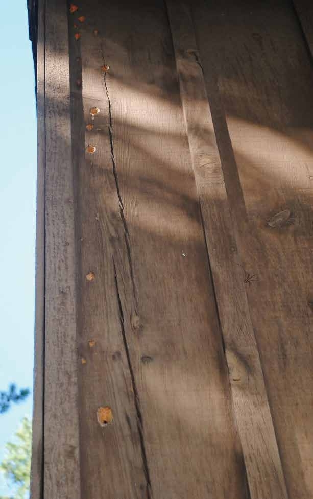 A photo of wooden siding on a  storage structure that displays  a series of small holes created by a woodpecker, arranged in a vertical line extending up the siding.