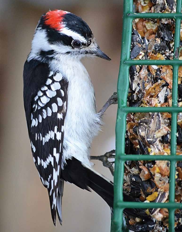 A woodpecker — with white breast, black and white back and wings, and a small red patch on the back of his head — grasping a green birdfeeder filled with nuts and seeds.