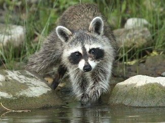 A raccoon “dabbling” its food in water, with its reflection visible in the water.