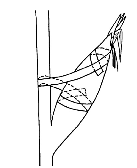 A line drawing of how an ear of corn would be taped to the stalk to prevent damage from raccoons.