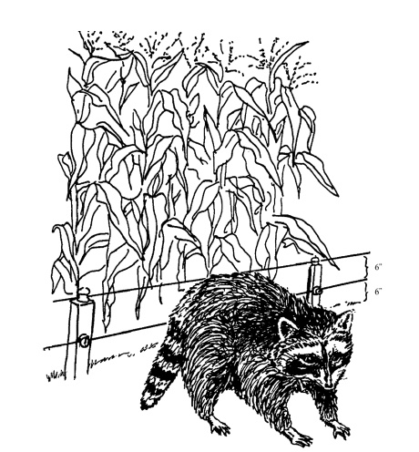 A line drawing of a raccoon separated from corn stalks by a short fence composed of two strands of wire.