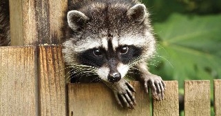 The front view of a raccoon perched on a fence.