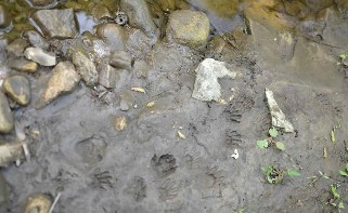 Photo of raccoon footprints in a muddy area.