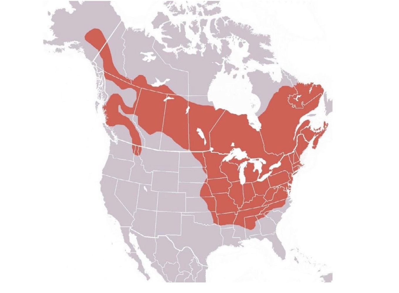 A map of most of North America shaded to indicate where the woodchuck is found.